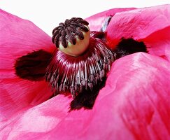 Close-up of raspberry queen flower