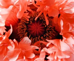 Close-up of paeonia suffruticosa on white background