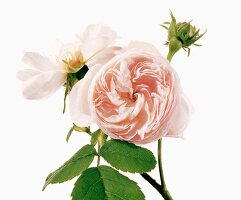 Close-up of white rose on white background