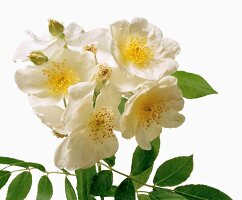 Name: Polyantha Grandiflora 