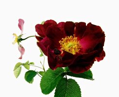 Close-up of rosa violacea on white background