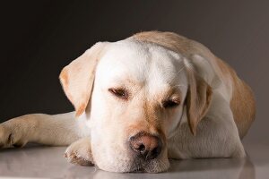 Labrador Rudi, entspannt im Studio