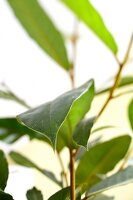 Grünpflanze: Baumfreund, close-up 