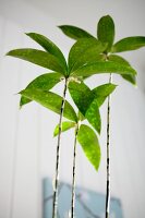 Grünpflanze: Schlangenlilie, closeup 