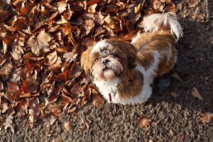 Shih-Tzu, Hunderasse, Hund Jule mit Haarspange, Laub, Blätter