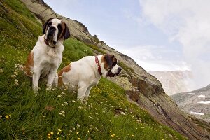 Two Saint Bernards in Great St. Bernard Pass, Valais, Switzerland