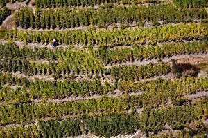 Wallis, Weinlese in Visperminen an einem steilen Seitenhang