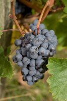 Close-up of bunch of blue grapes