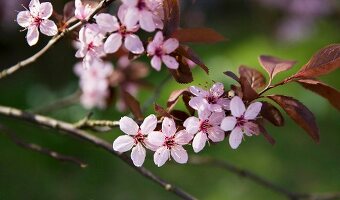 Blüten einer Zierpflaume botanisch: Prunus cerasifera