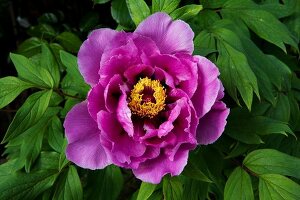 Close-up of pink bloomed peony flower
