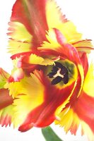 Close-up of red and yellow parrot tulip flower