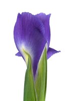 Close-up of blue iris against white background