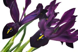 Close-up of two pedicels of purple iris on white background