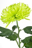 Blütenstiel einer hellgrünen Chrysantheme