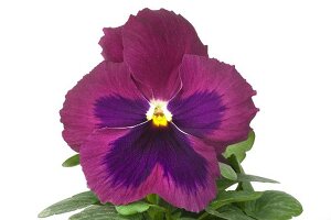 Close-up of pansies aubergine flowers on white background