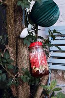 Melon punch in glass jar hanging on a tree