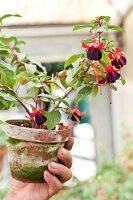 Close-up of human's hand holding plant pot of breeding fuchsia plants