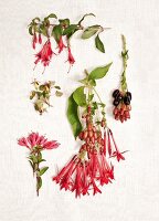 Various fuchsia scattered on white background