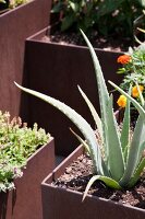 Aloe vera plant in pot