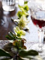 Christrosenblüten als Tischdekoration