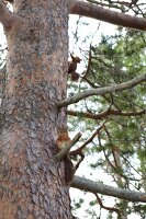 Low angle view of squirrels on a tree