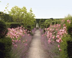 Lavendel und buschige rosa Rosen als Wegbegrenzung