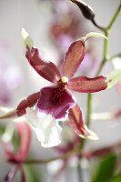 Orchideenblüte Beallara "Eurostar" 
