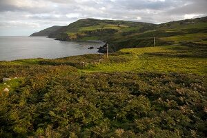 View of Antrim Coast Torr Head mountain with green coast, Ireland, UK