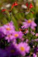 Close-up of butterfly on purple daisy