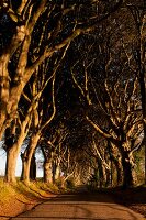 View of Dark Hedges avenue with lined beech trees, Ireland, UK