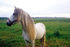 Sylt, Wiese vor Kampen mit Pferd, Schimmel