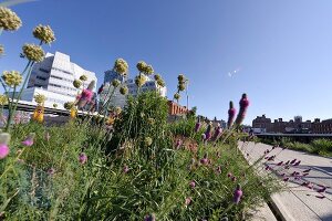 New York: Blumen auf der Highline , x