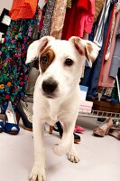 Hund Betty, Streuner aus Spanien im Kleiderschrank