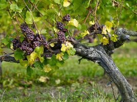 Red wine grapes on vines in Montigny, Laubenheim, Germany