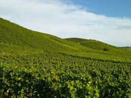 Vineyard in wine growing region, aerial view