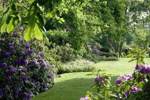 View of garden with rhododendrons in spring