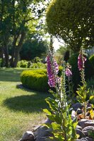 Foxglove flowers in garden