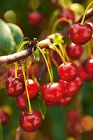 Gartenküche, Kirschen am Kirschbaum