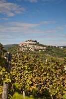 Kroatien: Dorf Motovun, Weinstock 