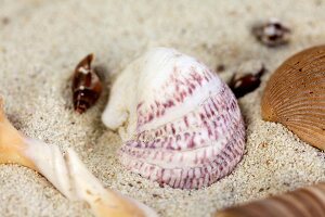 Close-up of sea shell in sand