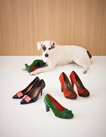 Hund, Hundeblick, Betty, Schuhe, Schuhtrends, Trends