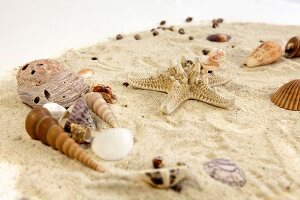 Various types of seashells on sand