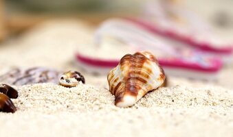 Muscheln mit im Hintergrund Flip Flops im Sand