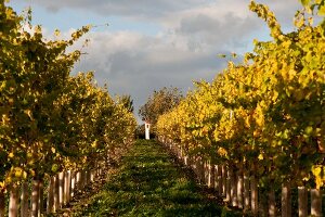 Gang zwischen Weinreben im Wein- anbaugebiet Wagram, Österreich