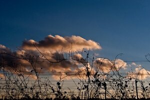 View of vines against blue sky, Wagram, Austria