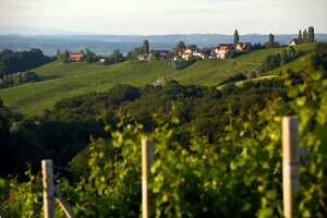 View of vineyards at Gamlitz Ekberg, Southern Styria, Austria