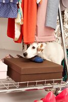 Hund Betty, Streuner aus Spanien im Kleider- und Schuhschrank