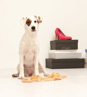 Hund Betty, Streuner aus Spanien im Fotostudio vor Schuhkartons