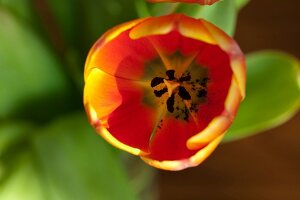 Close-up of tulips