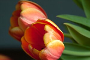 Close-up of tulips